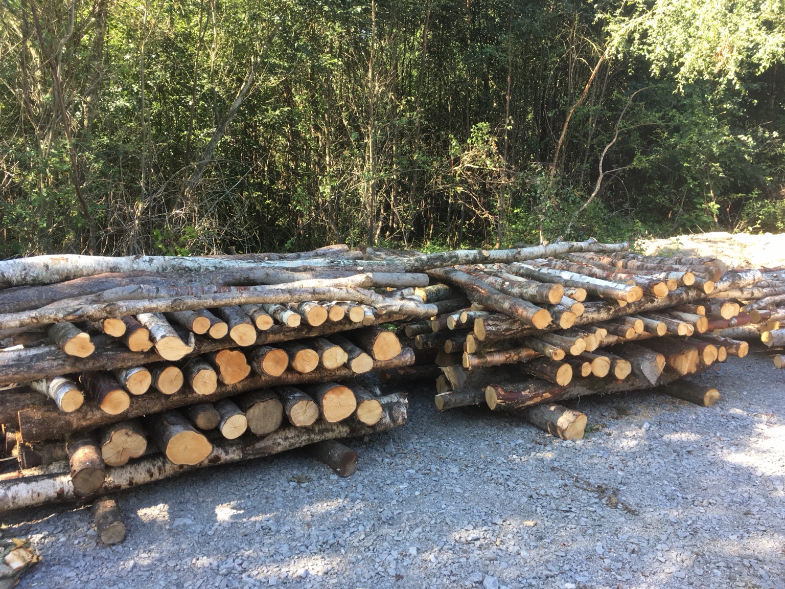 Freshly cut timber stacked ready for processing