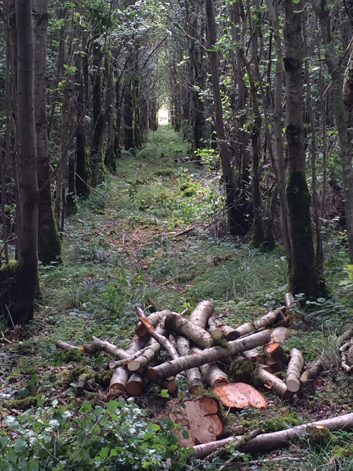Woodland timber from JM Tree Services woodland management work