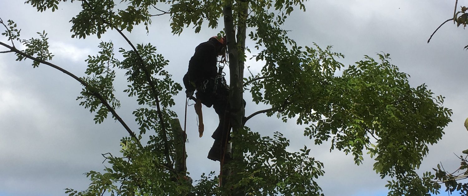 Completed tree removal site left clear and tidy