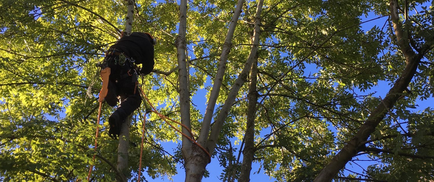Qualified JM Tree Services arborist carrying out sectional tree work
